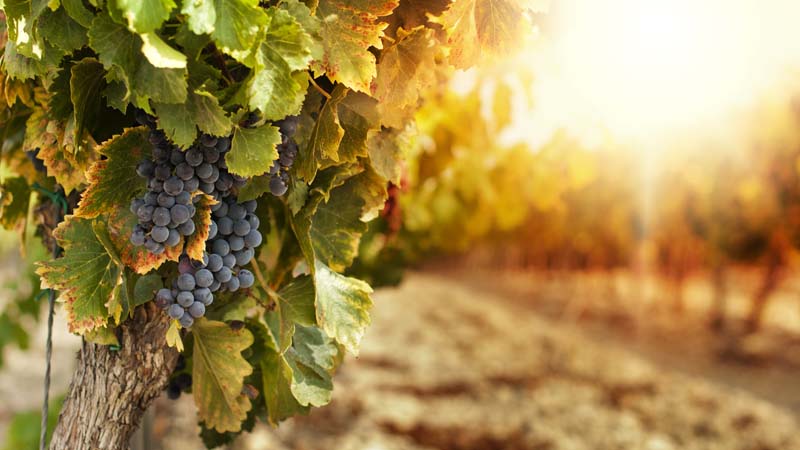 Grapes growing in a vineyard